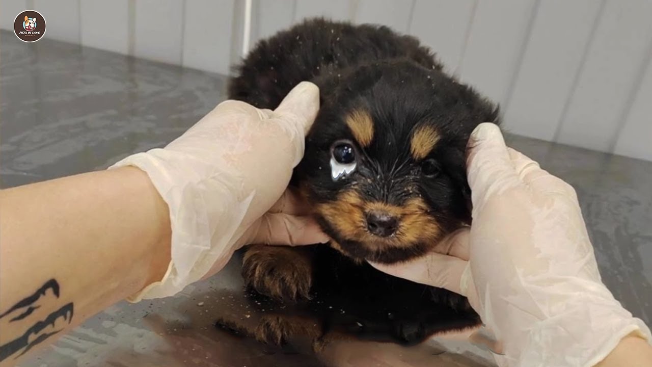 "Don't let me Sleep Forever!" - the puppy silently look at me and ...