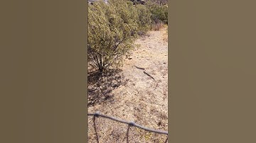 Sonoran Gopher Snake (San Tan Valley, Arizona)
