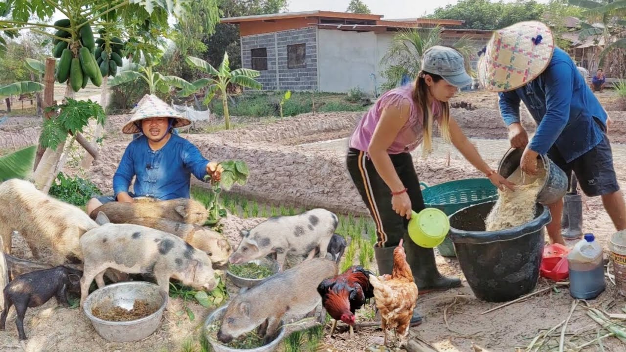 ลดต้นทุนค่าหัวอาหารด้วยการพึ่งพาตนเอง ใช้เลี้ยงหมู เป็ด ไก่ ได้ดี เพราะมีโปรตีนสูง!!