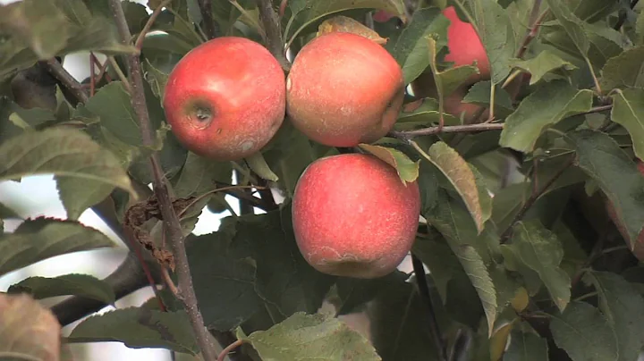 Fall Is Great Time To Visit North Georgia Farm Markets