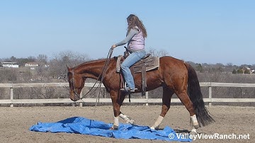 Bet On Little Lena***For info, price, etc., go to our website*** ValleyViewRanch.net