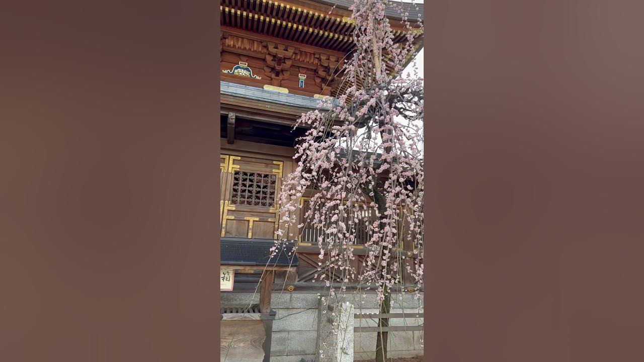 Weeping Plum Flower Trees #shorts