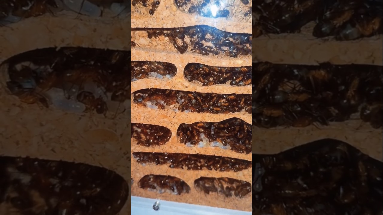 Why Did the Queen Ant Break Off Her Wings Deliberately? 