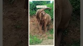 Elephants Are Finally Free at Elephant Freedom Project 🐘🌿 #elephantconservation