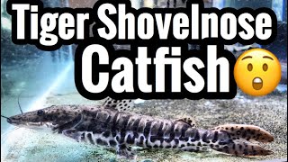 Tiger Shovelnose Catfish Care