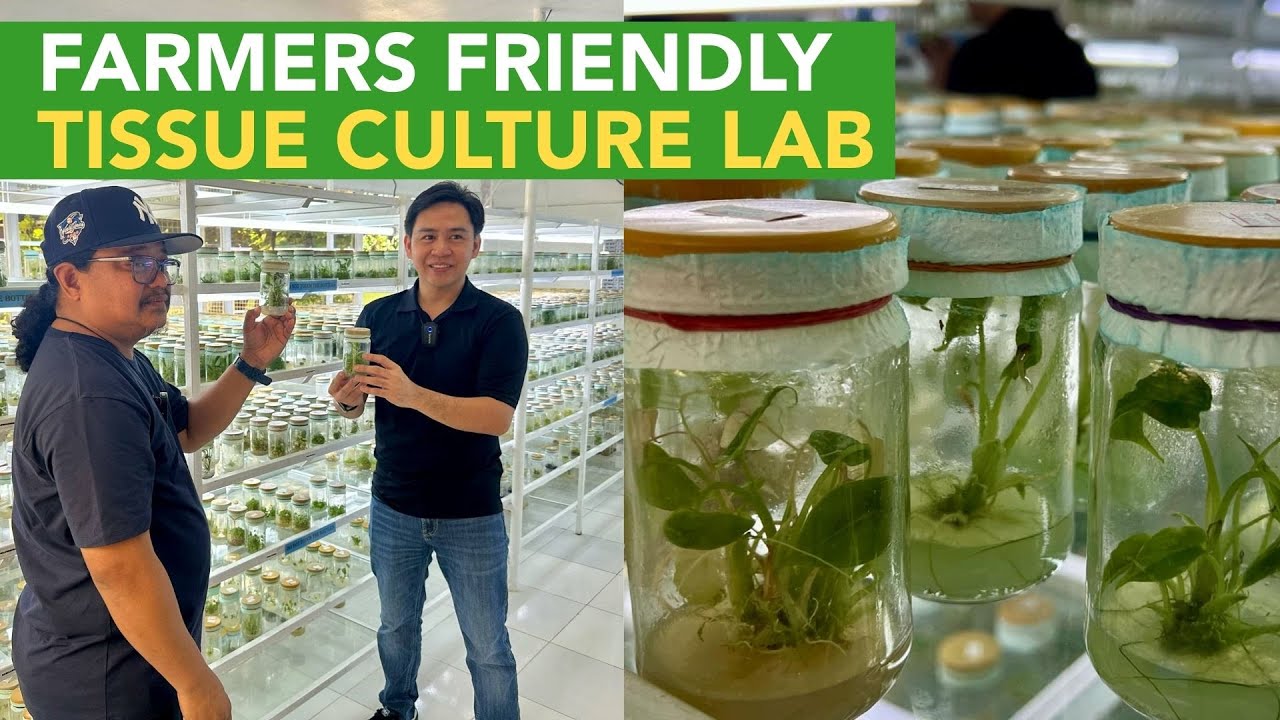 PWEDE PALA! REVOLUTIONIZED Tissue Culture Lab na Farmers Friendly! Pwede mo na rin Gawin
