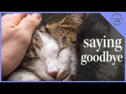 Video: Når katten din dør: Gentle tips for å helbrede ditt sørgende hjerte