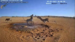Zebra scuffle - Hartmann’s Zebra vs Burchell’s Zebra