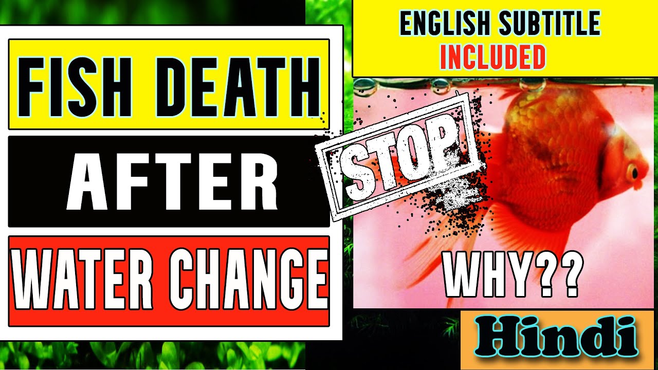 Aquarium Fishes Dying After Water Changes Hindi English Subtitle
