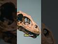 The Hidden Clues Behind Dinosaur Faces