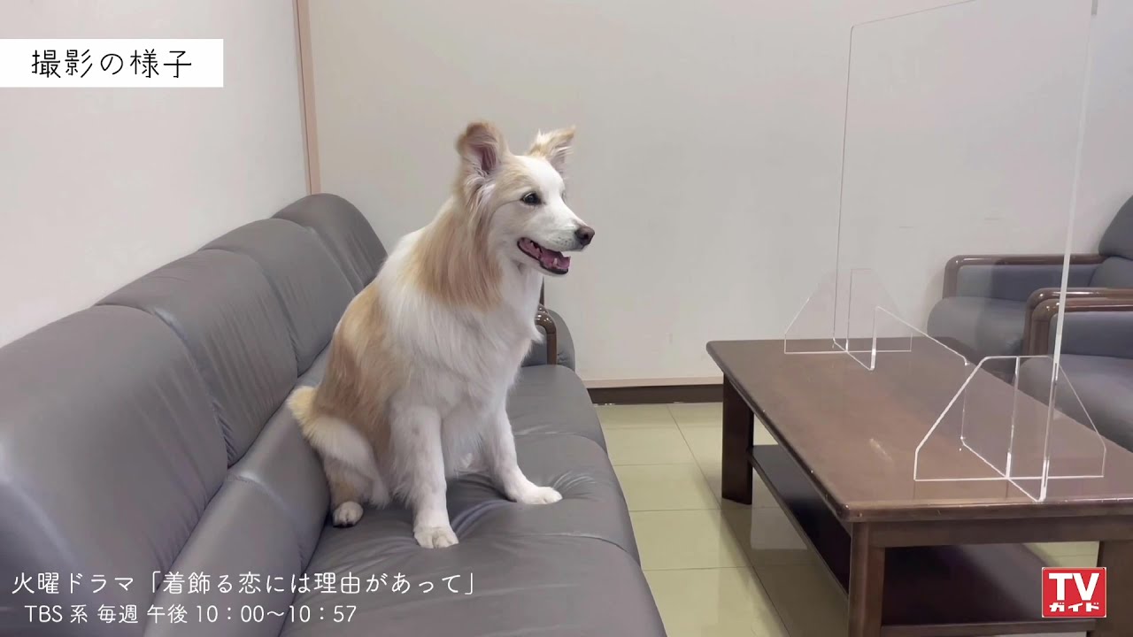 【TVガイドweb】TBS系 火曜ドラマ「着飾る恋には理由があって」こうじ役 葉菜ちゃん 取材風景