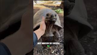 Winston the Tortoise 🐢 #tortoise #tortoiselove #shortsvideo #animals #shortsfeed #youtubeshorts