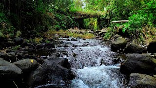 White Noise for Sleeping Nature Sounds, Tropical Nature Sounds - Relaxing River Sounds