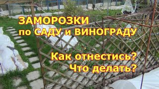 Заморозки по саду и винограду. Как отнестись? Что делать?