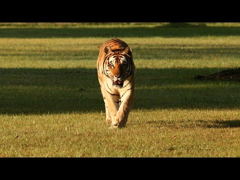 Video: Ako veľká mačka záchranu rozhodne, či môžu uvoľniť zviera do voľnej prírody