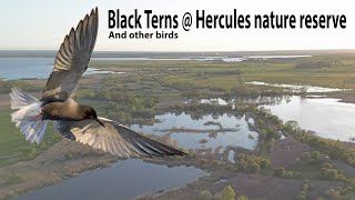 Hercules nature reserve in Sweden screenshot 2