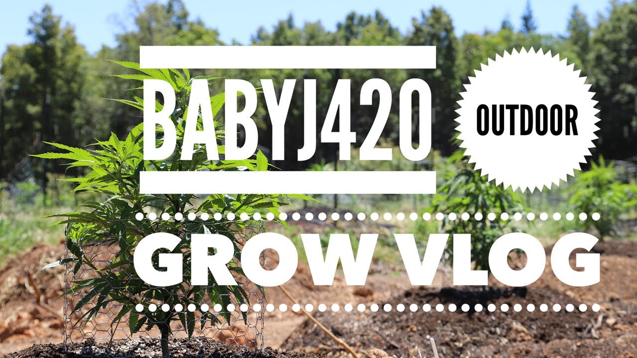Outdoor Grow Vlog Ep.2 Popping Some Beans! - YouTube