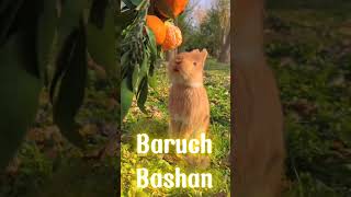 Baruch Bashan - Du bist gesegnet! #newmusic #deutschrap #spirituell #fülle #mantra #glück #wohlstand