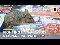 Fighting hong kongs rampant rat problem