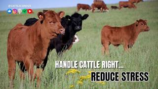 Cattle Prefer this Type of Music