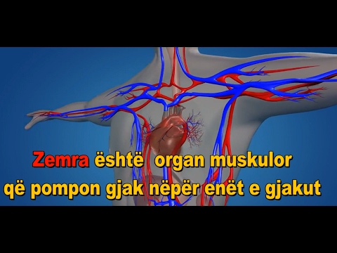 Anatomia Dhe Funksioni i Zemres- Sistemi i Qarkullimit te Gjakut