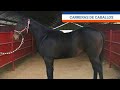 venta de caballos finos de carreras en al gun lugar del mexico