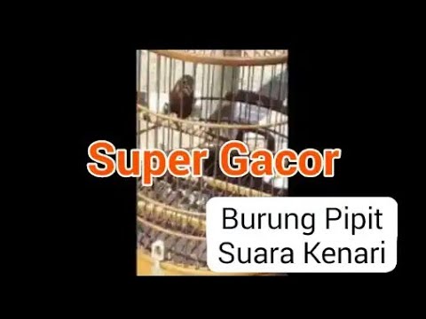 Kumpulan Suara Burung pipit suara kenari 
