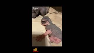 Cute and Funny Sphynx Cats ~ Funny moments ~ Cat breeds #3