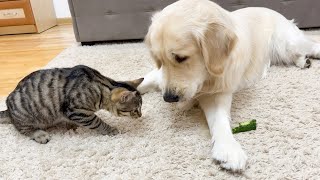 Golden Retriever Doesn't Want to Share Cucumber with Kitten (So Funny!!)