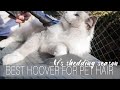 Best hoover for CAT OWNERS? | Dyson V11 review | Ragdolls Pixie and Bluebell