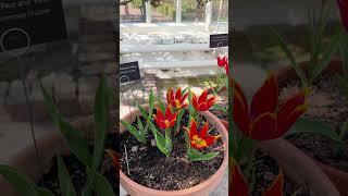 Tulips at Sofiero Castle, Sweden #sweden #nature #travel #springinsweden