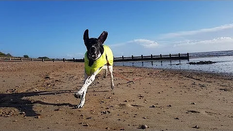 Reggie - 20 Month Old English Pointer - 2 Weeks Re...