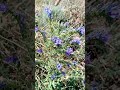 Красивое интересное растение в заповеднике потухшего вулкана Карадаг в Крыму #interesting #nature
