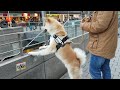 AKITA INU - Exploring The City | 秋田犬