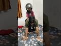baby ki new cycle #shorts #ytshort #youtubevideo #funny #trending #shorts #comedy