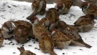 Воробьи и синицы-2. Воробьи и синицы-2.