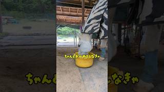 エチケットだいじにするおじい、完全無農薬にんじん🥕　#horse #馬 #動物 #かわいい #おもしろ #shorts