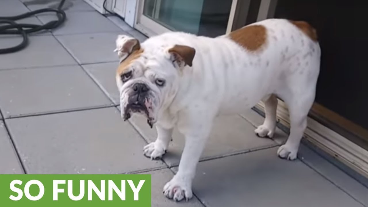 English Bulldog eagerly tries fresh picked raspberries