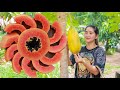 Sweet papaya eating chicken fry | Multi fruit harvest for eating | June plum and governors eating