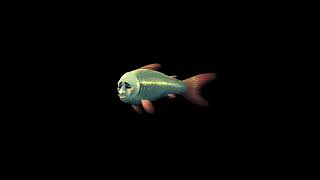 Packtion - Fish Psychiatrist