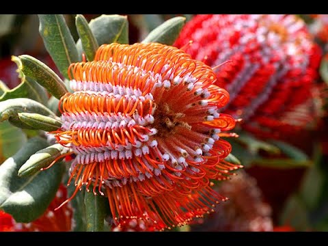 The most beautiful and unusual flowers of the world.