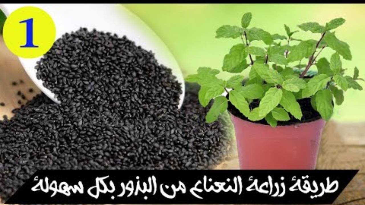 طريقة زراعة النعناع من البذور بكل سهولة من الالف الى الياء l الجزء الأول