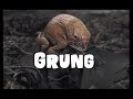 Dungeons and Dragons Lore: Grung