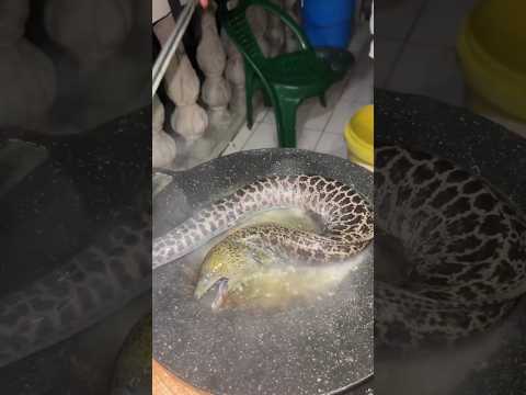 FRESH CATCH Frying A Wild Moray Eel Epic Ocean To Pan Adventure