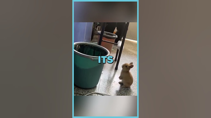 Adorable Bunny Does Epic Bucket Jump🤣 | Funny Animal Moments