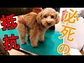 動物病院で獣医さんから必死に抵抗しようとする犬が可愛いw【トイプードル】