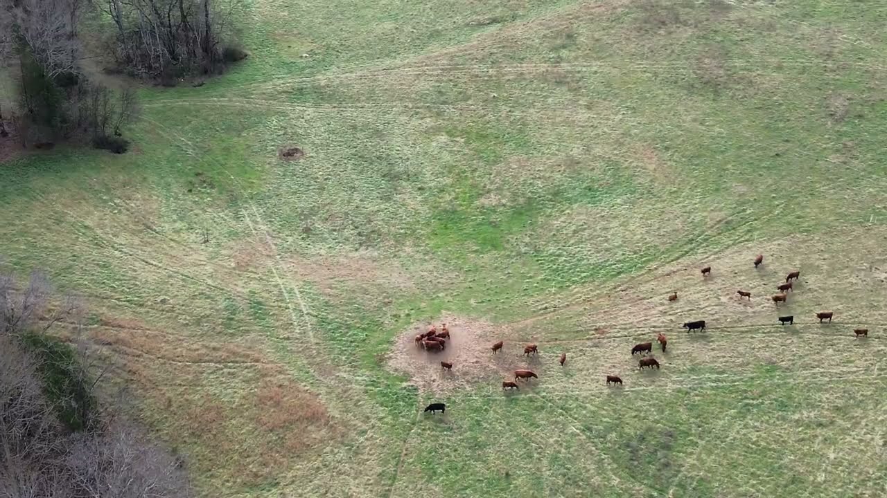 Cows, sheep, and a horse with countryside views from drone 