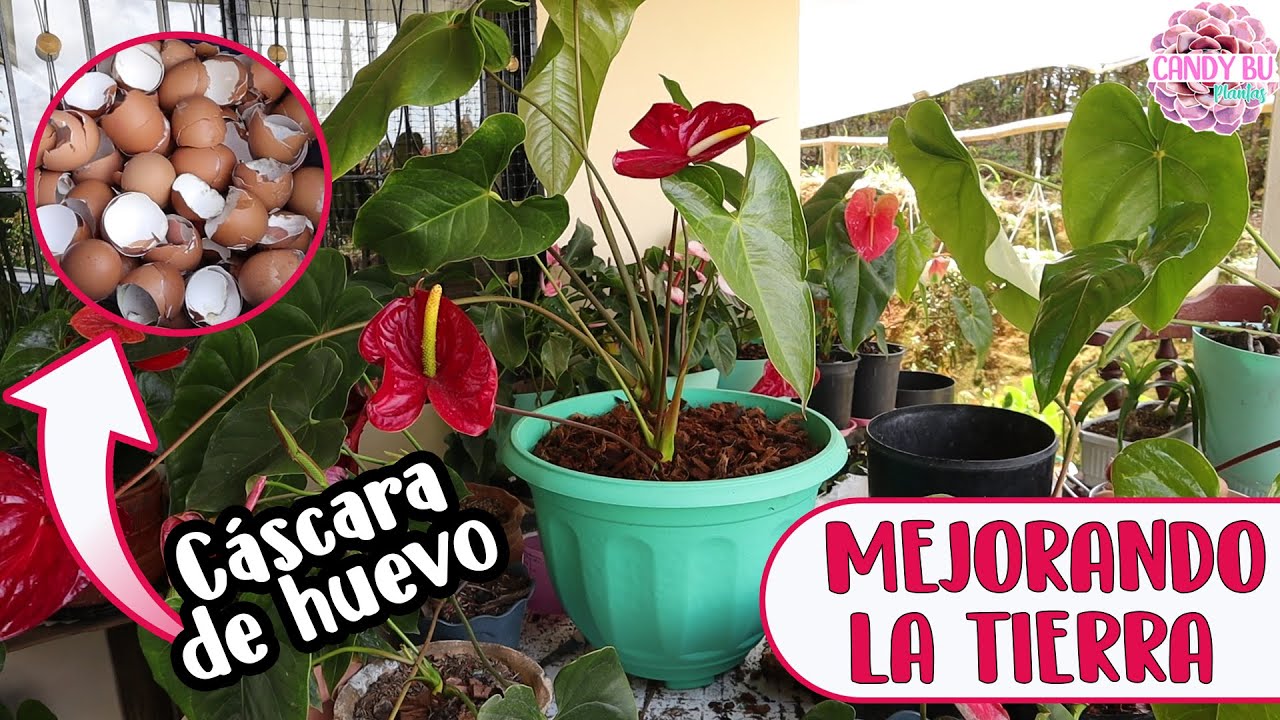 Trasplantando anturios con cáscara de huevo y coco │Candy Bu