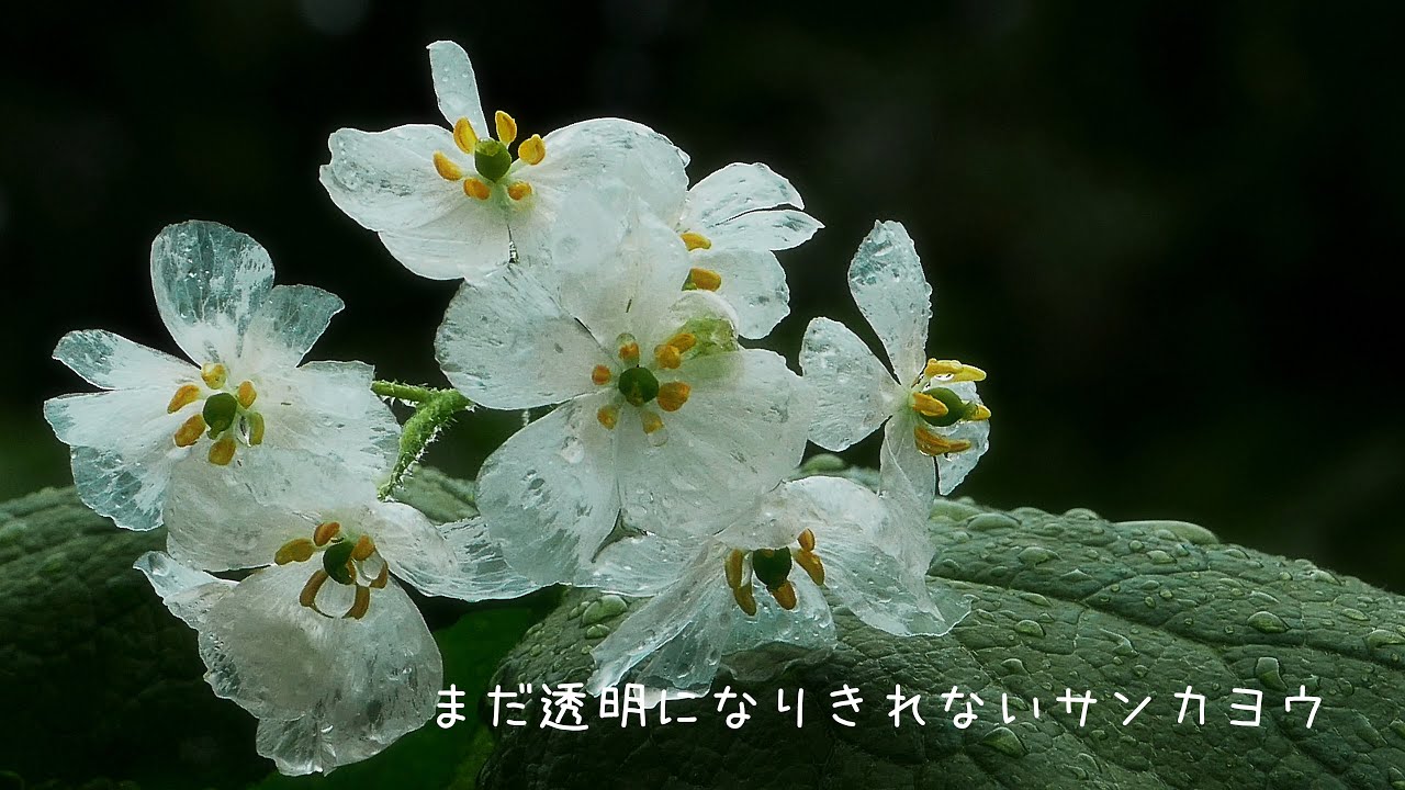 透明度まあまあ50 位 まだ透明になりきれないサンカヨウ 4khdr Youtube