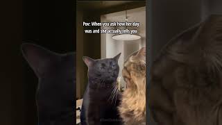 Black Cat Zoning Out 🐱 - #shorts #cat #memes